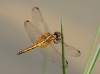 J01_1856 Trithemis aurora female